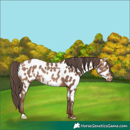 Horse Color:Amber Champagne Appaloosa  and Amber Champagne Appaloosa 