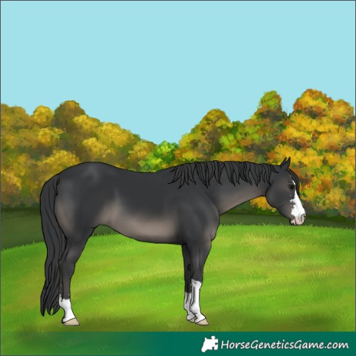 Horse Color:Black 