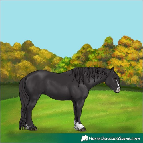 Horse Color:Smoky Black