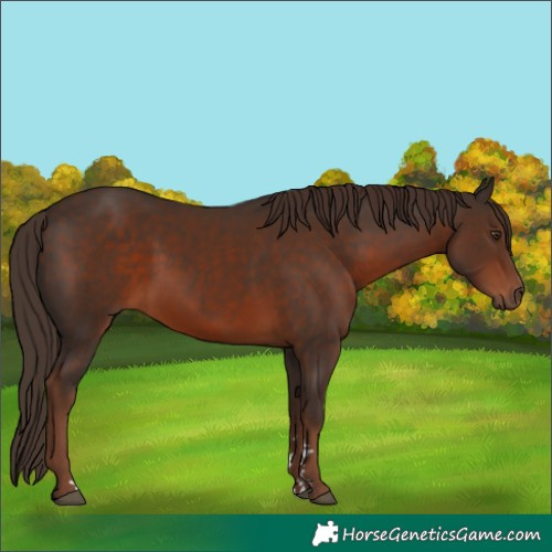 Horse Color:Liver Chestnut