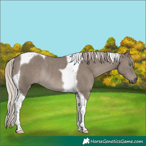 Horse Color:Silver Grullo Tobiano Rabicano 