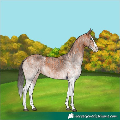 Horse Color:White Spotted Bay Splash  and White Spotted Bay Splash 