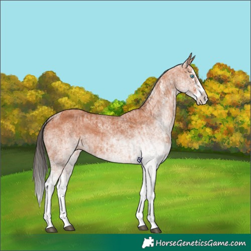Horse Color:White Spotted Bay Splash and White Spotted Bay Splash