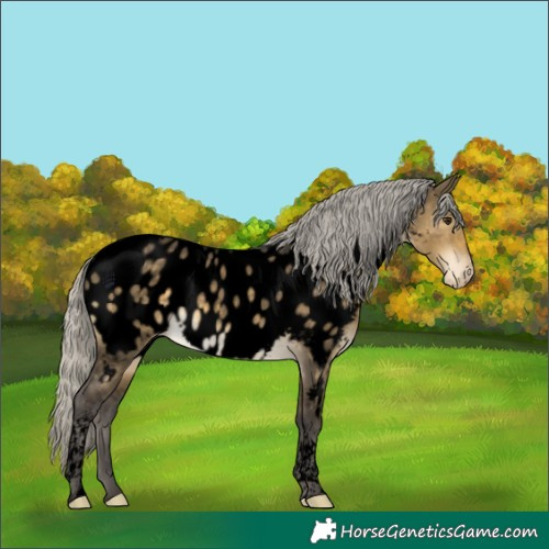 Horse Color:Void Silver Buckskin Dun Tobiano Appaloosa 
