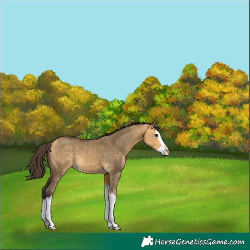 Horse Color:Buckskin Dun Splash 