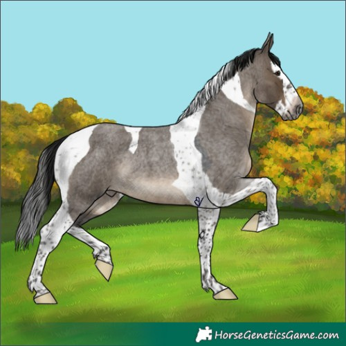 Horse Color:Gray Brown Roan Dun Splash Tobiano Rabicano 