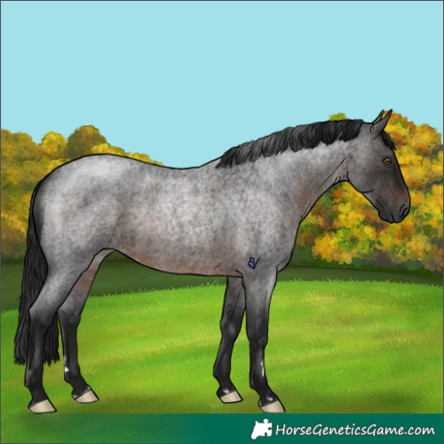 Horse Color:Gray Brown Roan Rabicano 