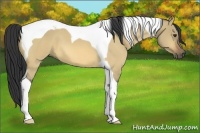 Horse Color:Buckskin Dun Tobiano