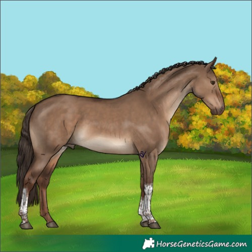 Horse Color:Liver Red Dun Tobiano Rabicano 