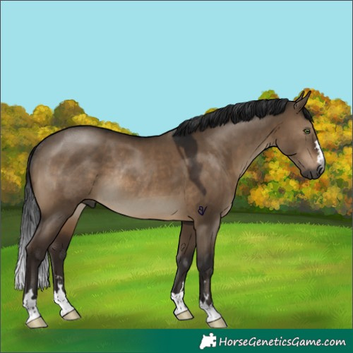 Horse Color:Gray Brown Dun Rabicano