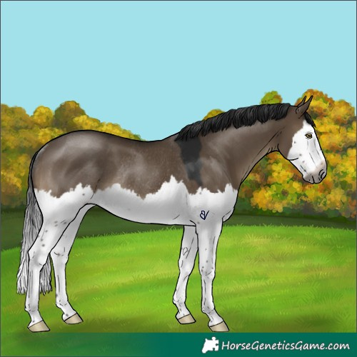 Horse Color:Gray Brown Dun Splash Rabicano 
