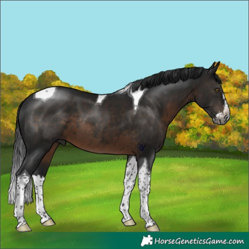 Horse Color:Gray Brown Splash Tobiano Rabicano 