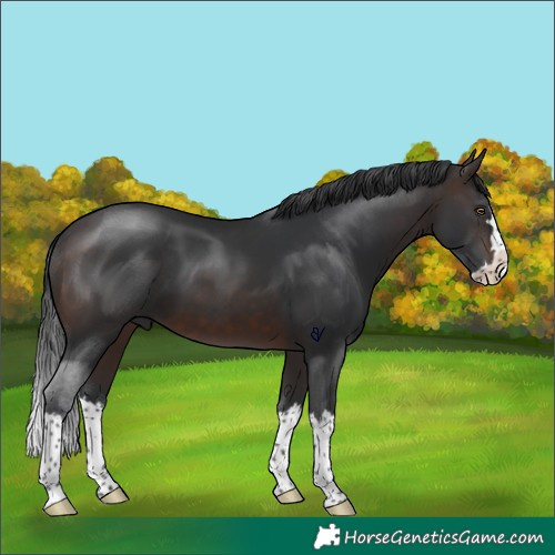 Horse Color:Brown Splash Rabicano 