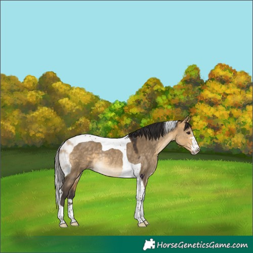 Horse Color:Buckskin Dun Tobiano Rabicano