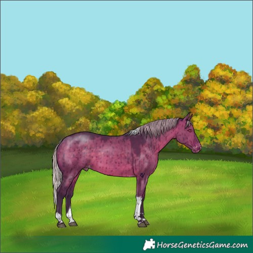 Horse Color:Silver Brown Dun Tobiano Skewed Appaloosa Brindle