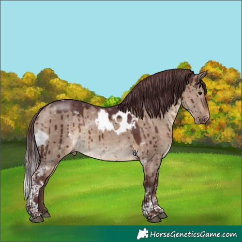 Horse Color:Chocolate Brown Dun Tobiano Skewed Appaloosa Brindle