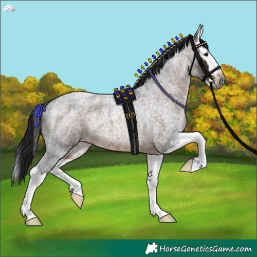 Horse Color:Gray Brown Roan Splash Rabicano