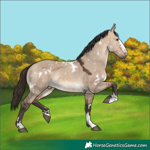 Horse Color:White Spotted Bay Dun 