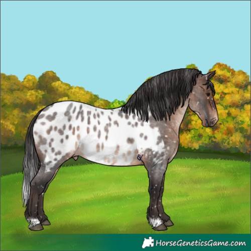 Horse Color:Brown Roan Appaloosa 