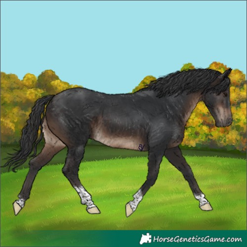 Horse Color:Brown Tobiano