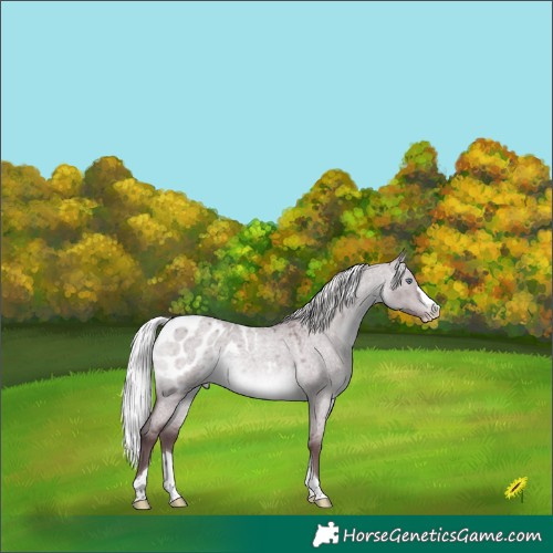 Horse Color:Chocolate Silver Brown Chinchilla Roan Dun Splash Tobiano Appaloosa