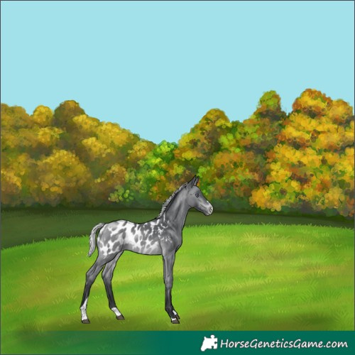 Horse Color:Silver Brown Chinchilla Tobiano Appaloosa 