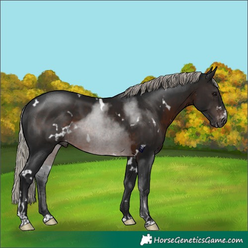 Horse Color:Gray White Spotted Silver Brown Appaloosa Rabicano 