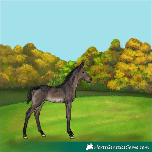 Horse Color:Void Brown Dun Tobiano