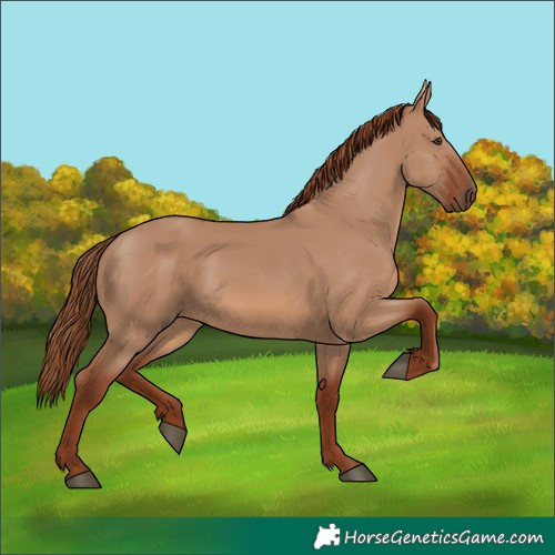 Horse Color:Red Dun Rabicano