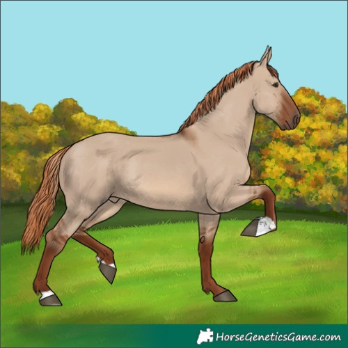 Horse Color:Red Dun Rabicano 