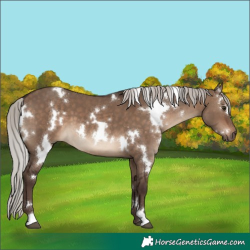Horse Color:White Spotted Silver Brown Dun