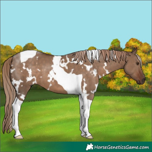 Horse Color:White Spotted Liver Red Dun Tobiano 