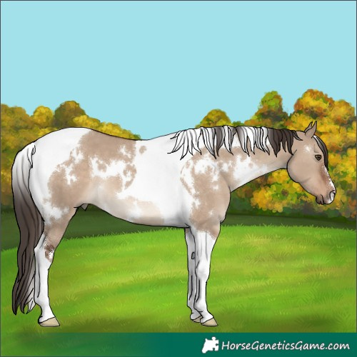 Horse Color:White Spotted Liver Red Dun Tobiano 