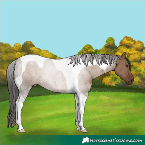 Horse Color:Liver Red Dun Tobiano
