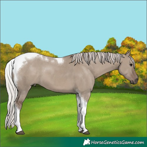 Horse Color:Silver Grullo Tobiano 