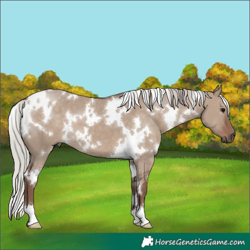 Horse Color:White Spotted Silver Grullo