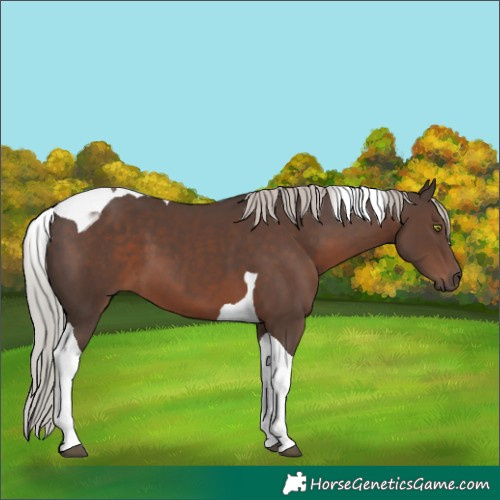 Horse Color:Silver Black Tobiano