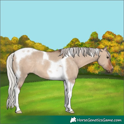 Horse Color:Silver Brown Dun Tobiano