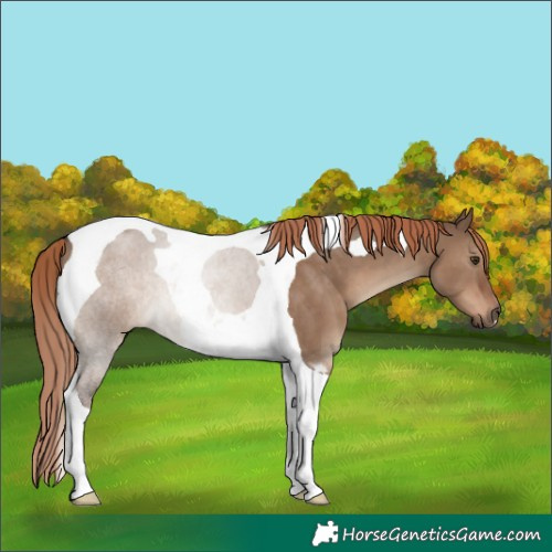 Horse Color:Liver Red Dun Tobiano 
