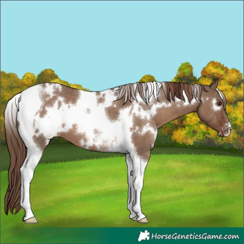 Horse Color:White Spotted Liver Red Dun Tobiano Blanket