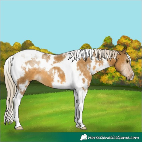 Horse Color:White Spotted Chocolate Palomino Dun Tobiano
