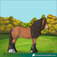 Horse Color:Bay 