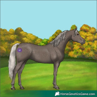 Horse Color:Silver Black