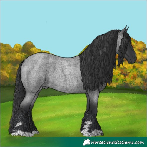 Horse Color:Blue Roan