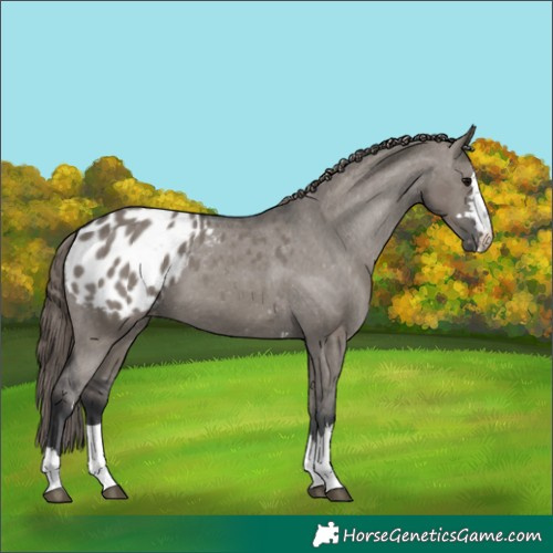 Horse Color:Grullo Appaloosa 