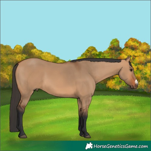Horse Color:Bay Dun Frame