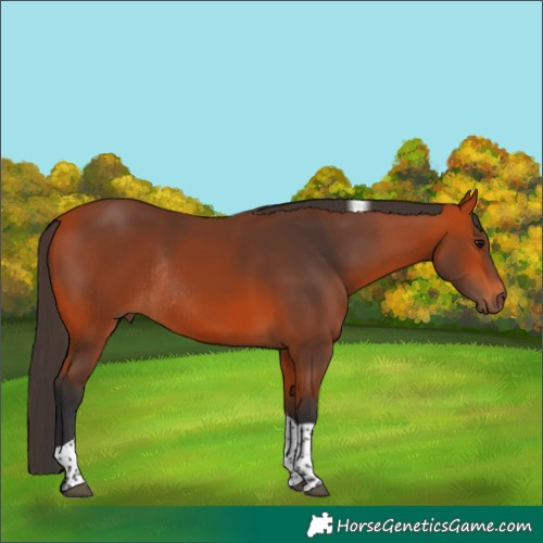 Horse Color:Bay Tobiano Rabicano 