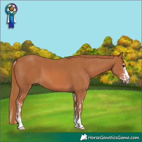 Horse Color:Chestnut Splash  and Chestnut 