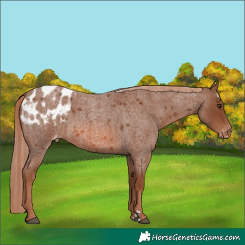 Horse Color:Red Roan Appaloosa