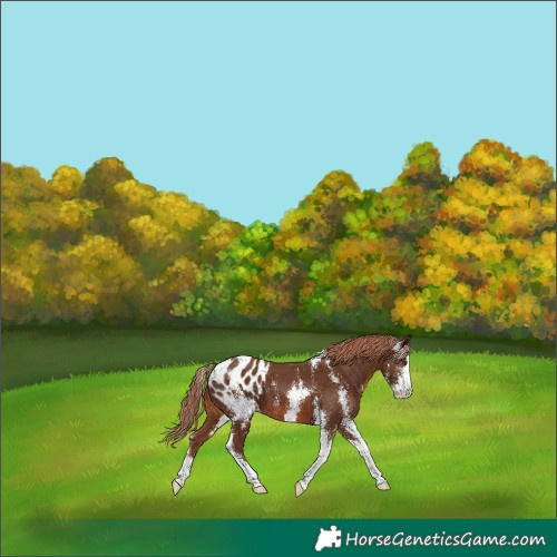 Horse Color:Chestnut Sabino Appaloosa